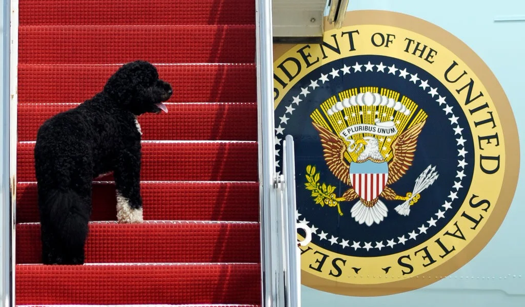 What the President Doesn’t Get About Dogs