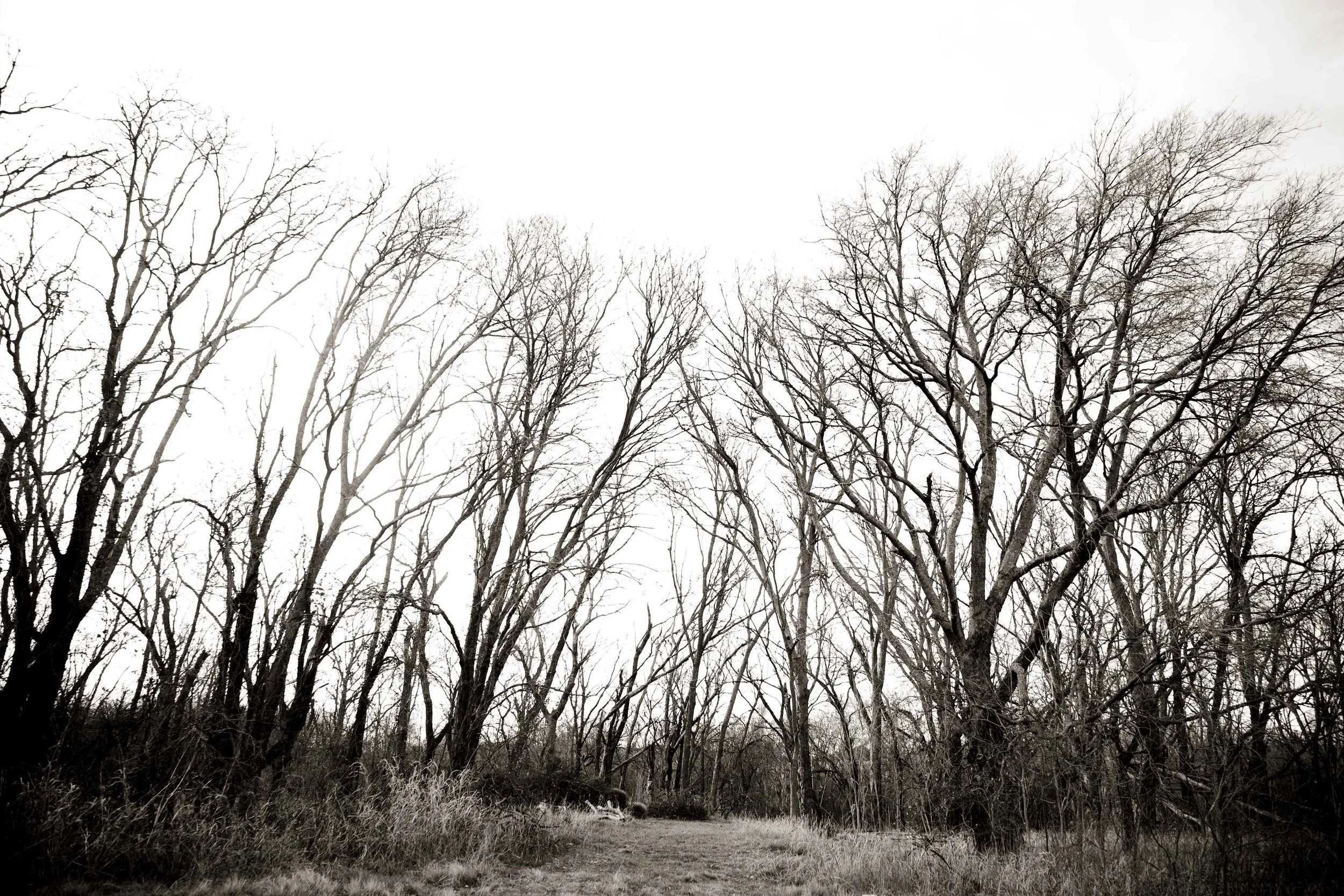 Woods_1.jpg