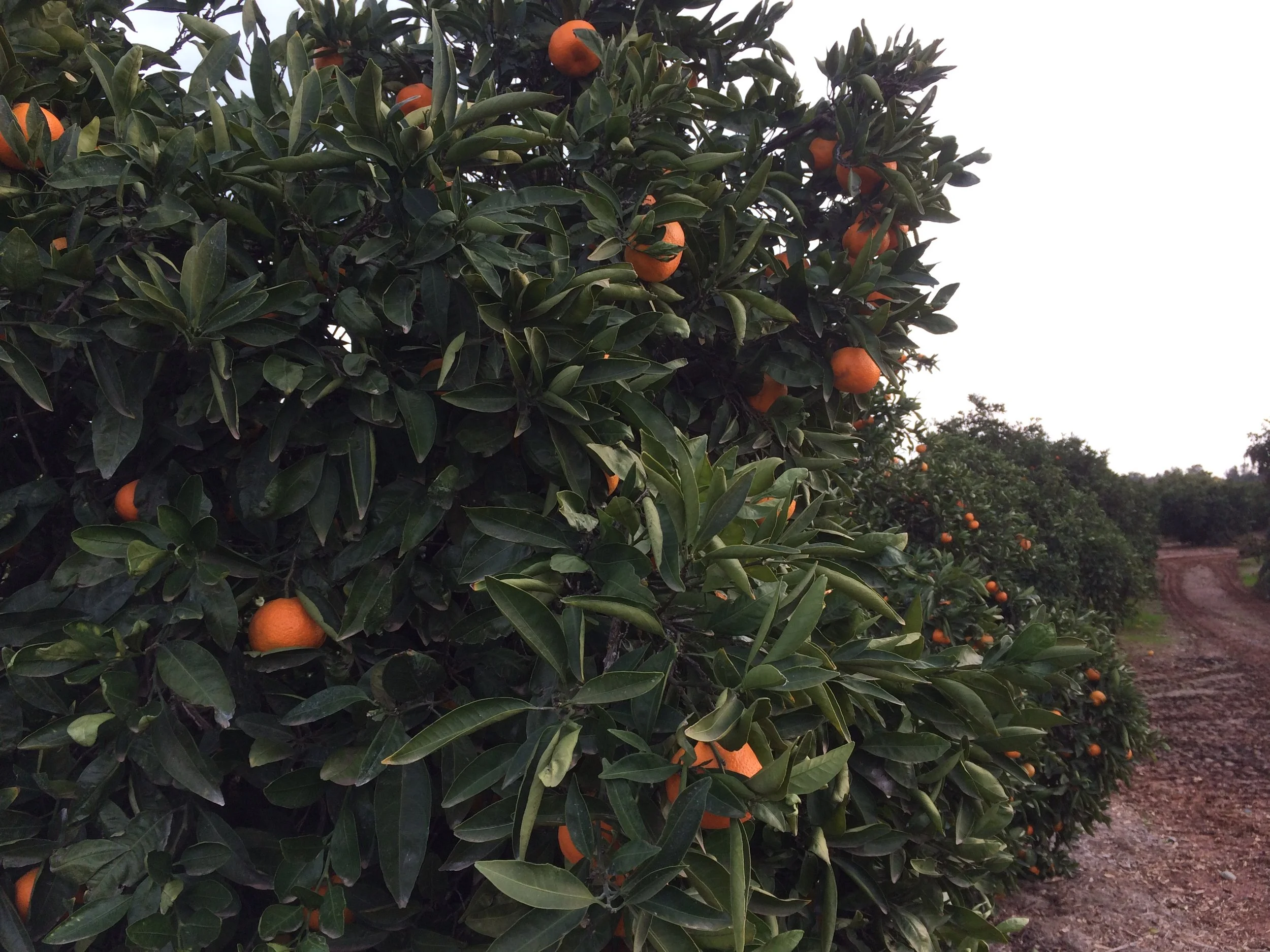 Welty Orchard 2016.jpeg