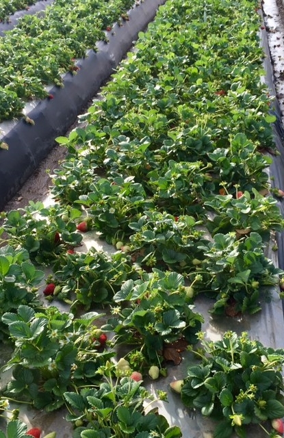 Strawberries - California Weather Update