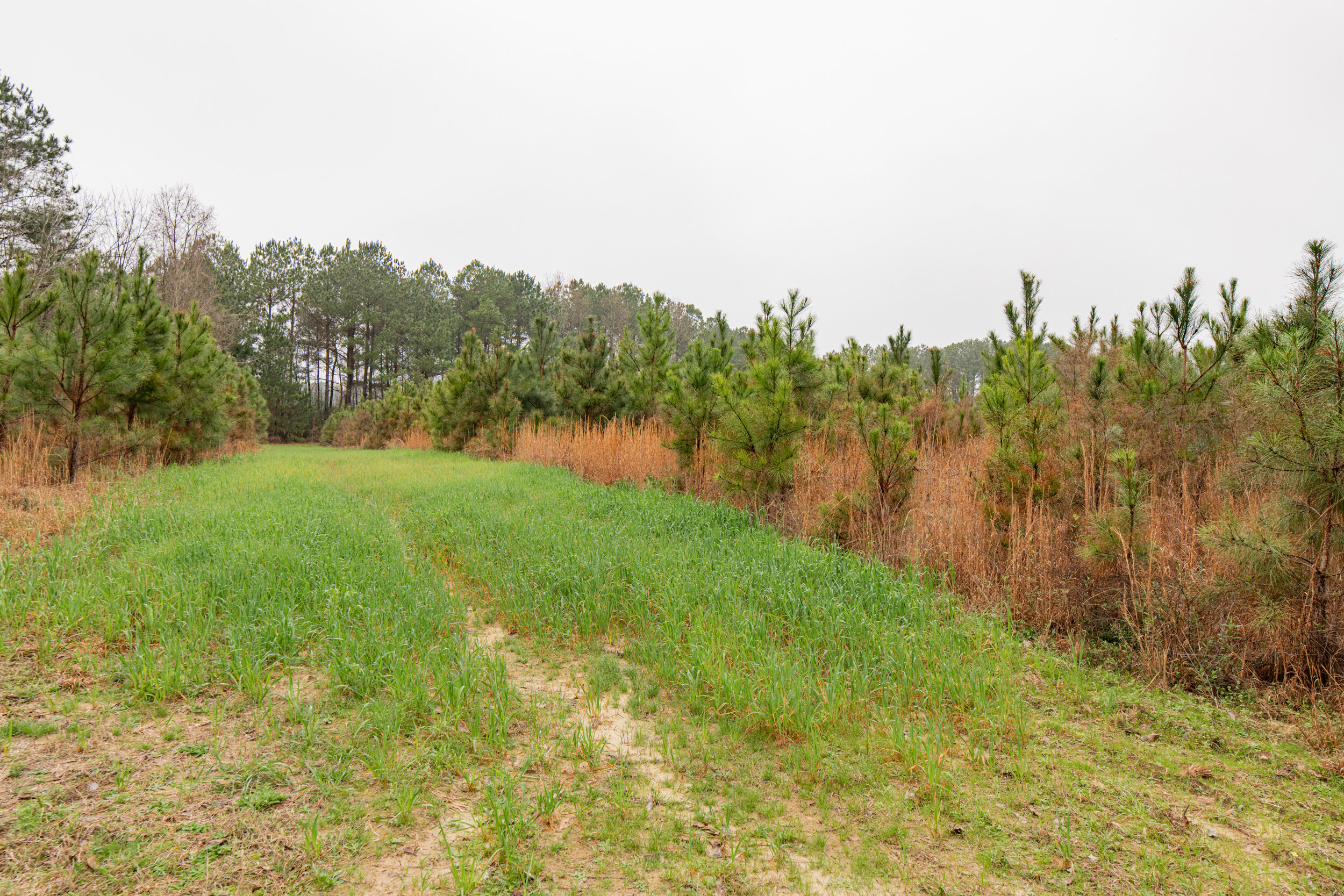 3rr, clay county, farm for sale, fort gaines, lake front, littleton, mills brock, waterfront-4.jpg