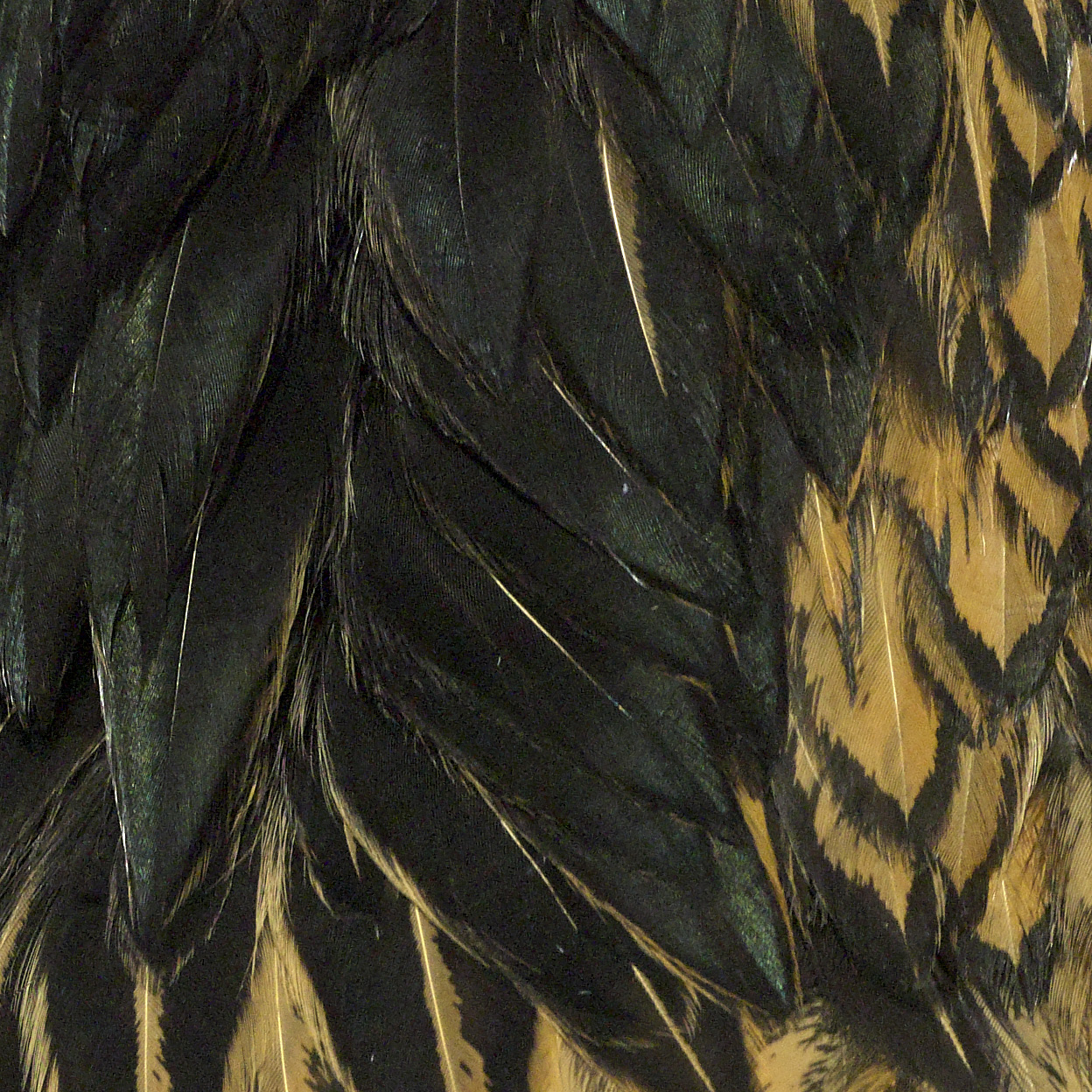 Feathers9.JPG
