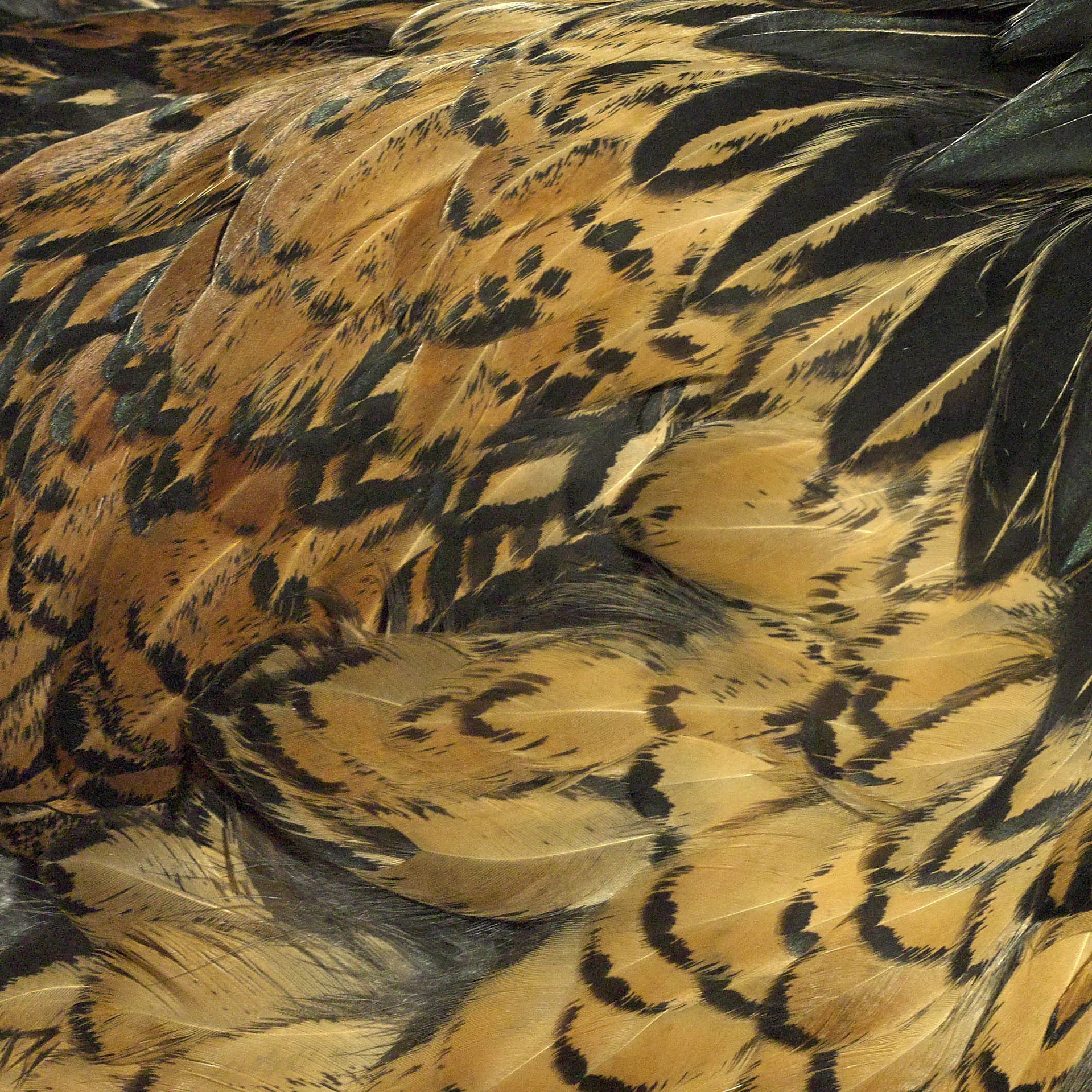 Feathers10.JPG