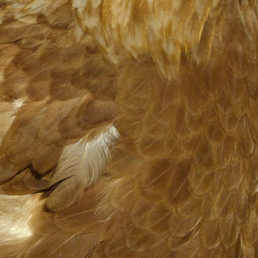 Feathers11.JPG