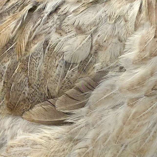 Feathers16.JPG