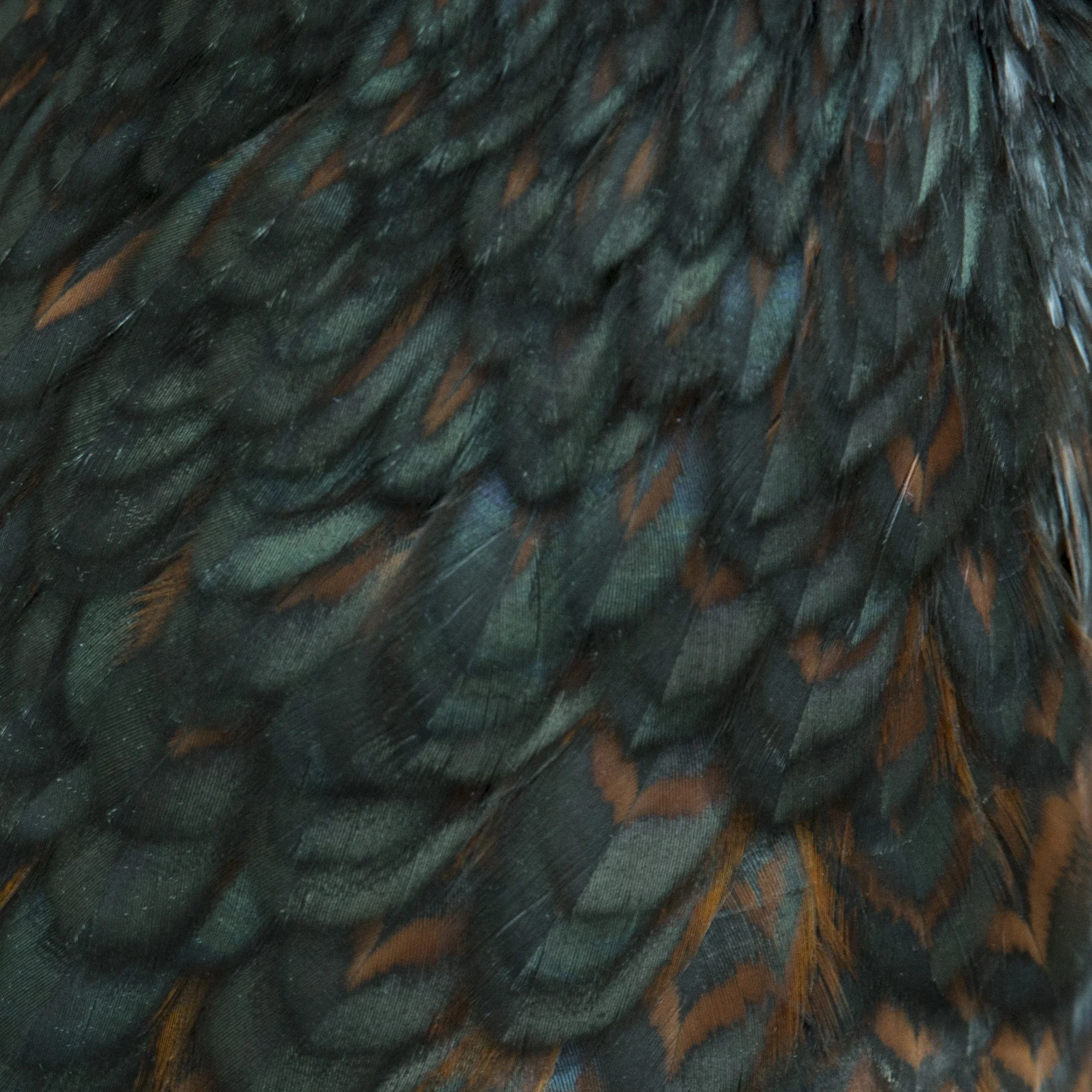DSC_7632.JPG