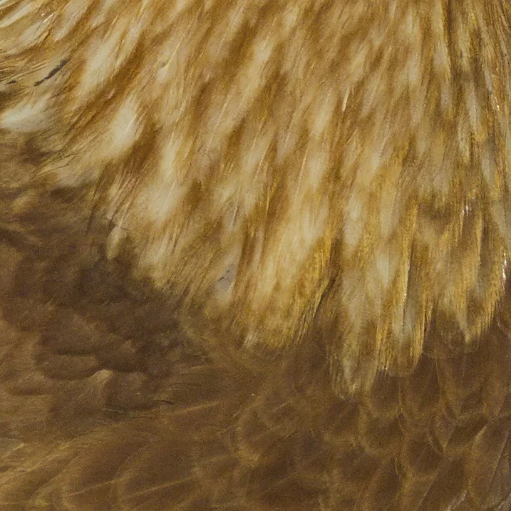 MOR_001616 1.JPG