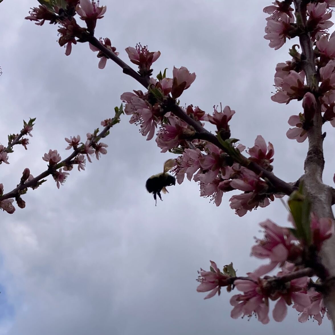 Bee working it&rsquo;s magic on the peach orchard. :) 🐝