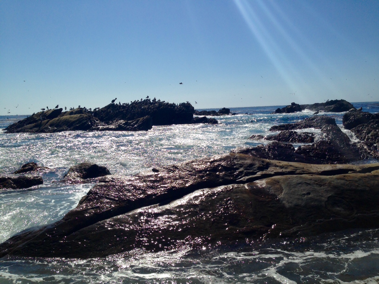 PointLobos