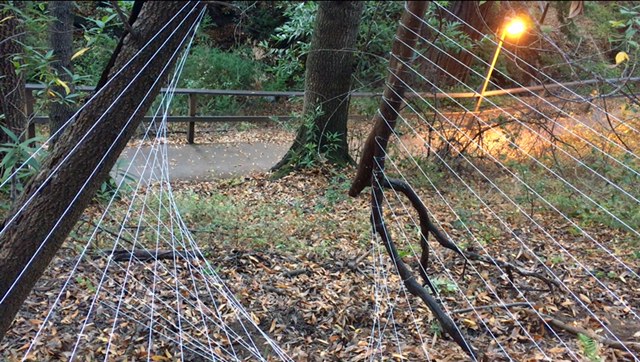 Emily Shisko and Shane Myrbeck's Hyphae