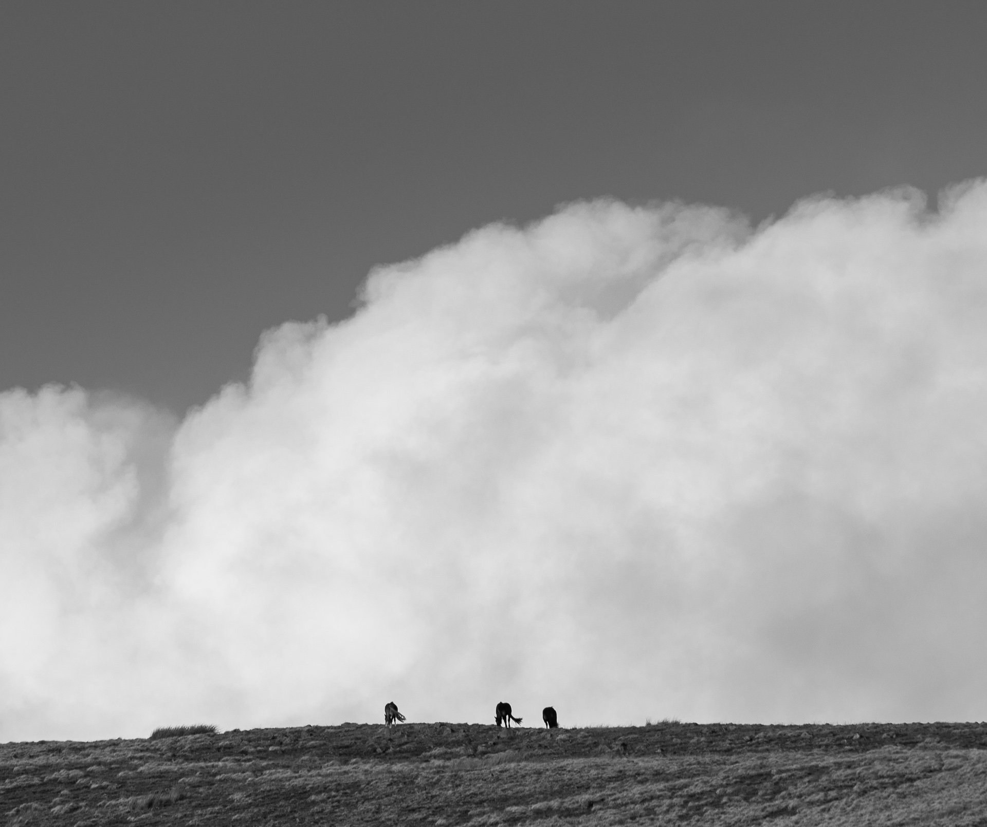 grazing-horses-storm-clouds-llangollen-wales-black-and-white.jpg