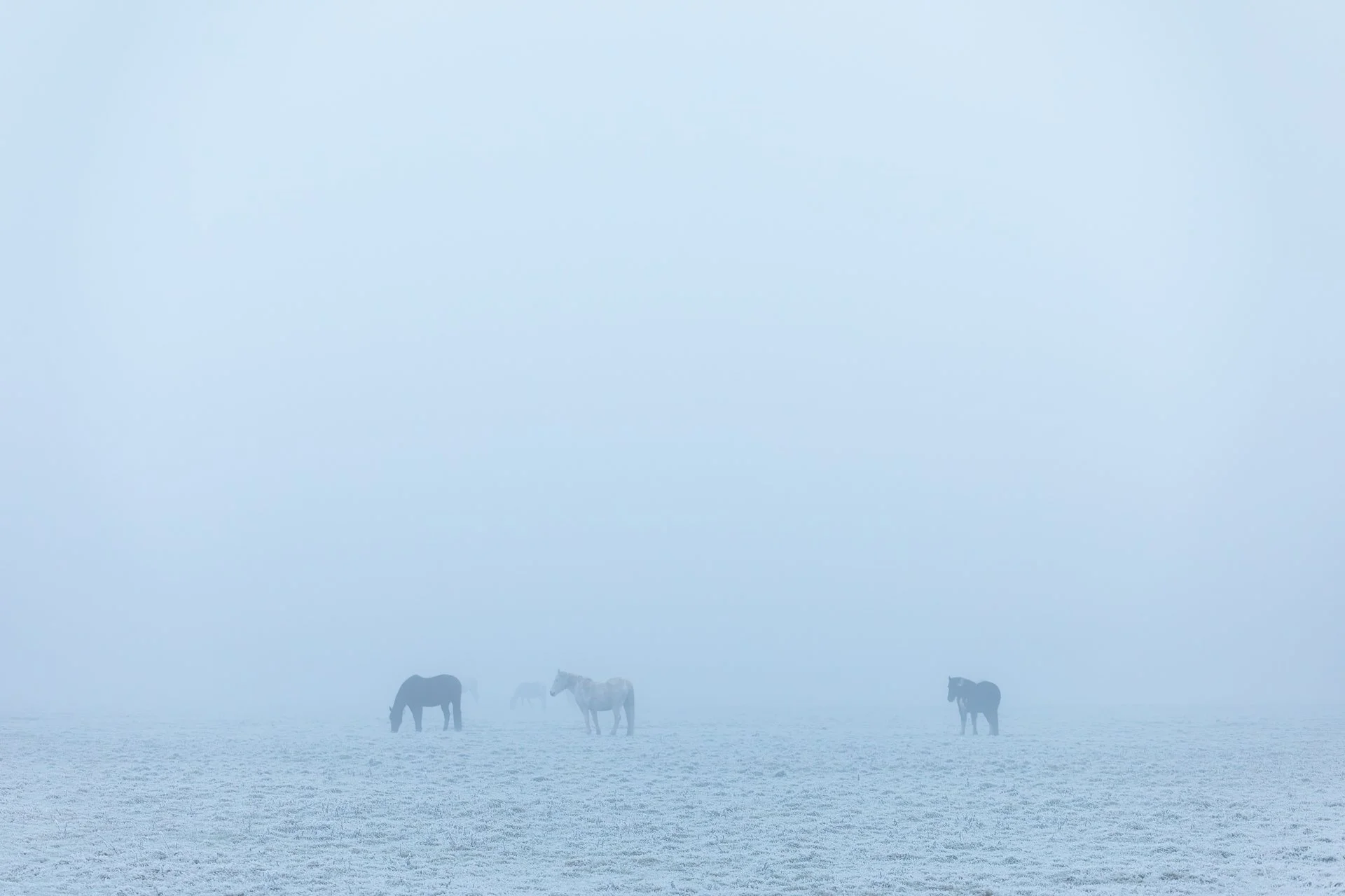 horses-winter-fog-port-meadow-oxford-england.jpg