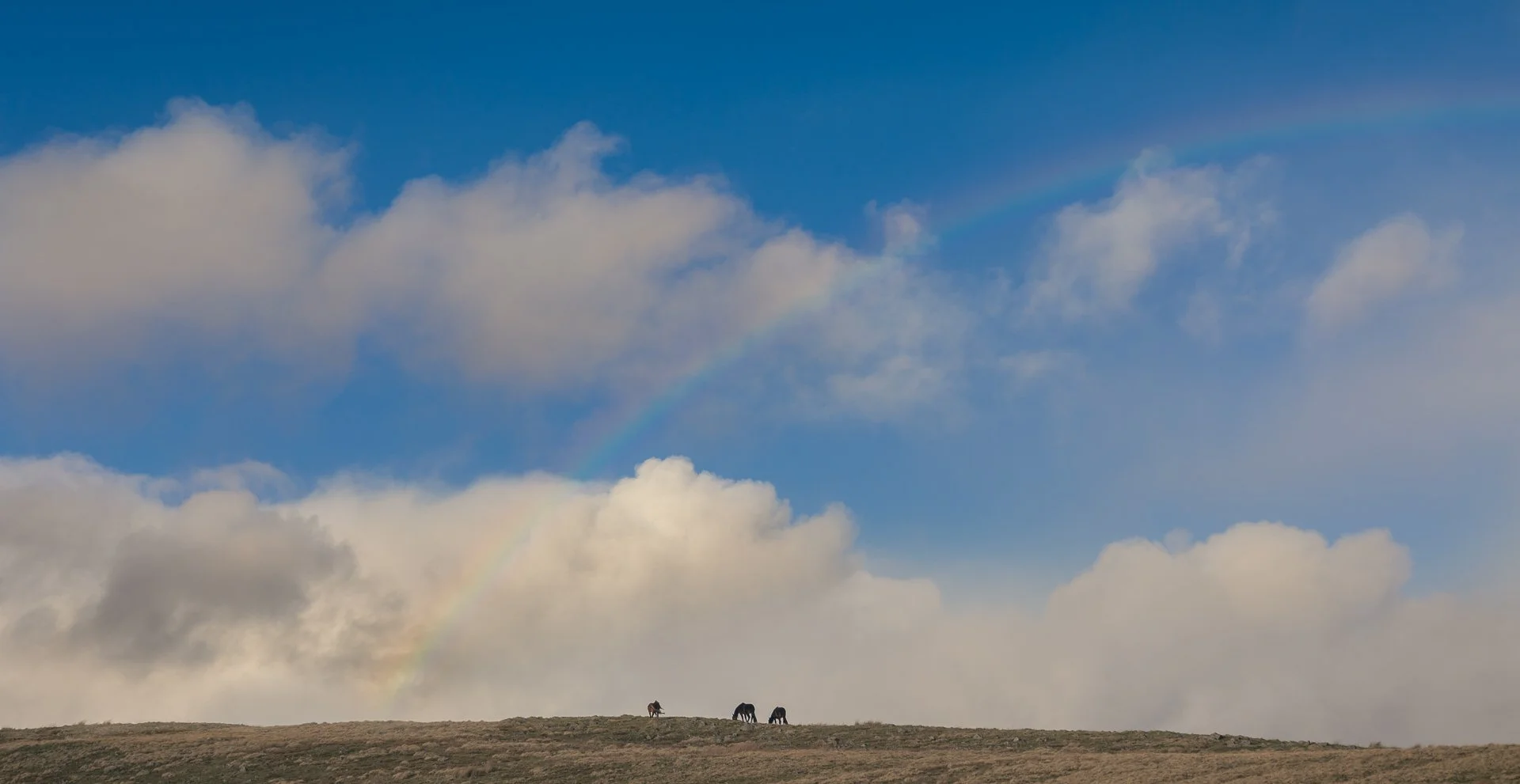 rainbow-grazing-horses-llangollen-wales.jpg