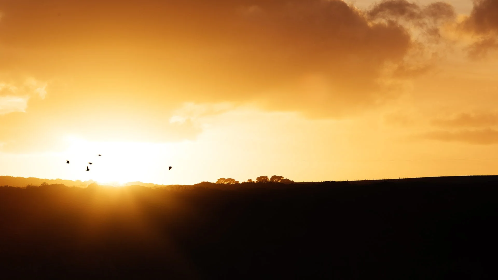 birds-sunrise-razorback-great-ocean-road-victoria-australia.jpg