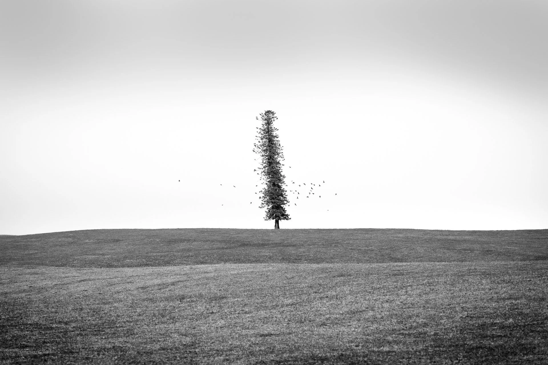 solitary-tree-flinders-victoria-australia-black-white.jpg