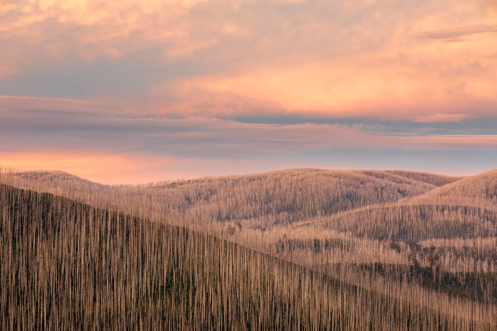 regeneration-yarra-ranges-national-park-victoria-australia.jpg