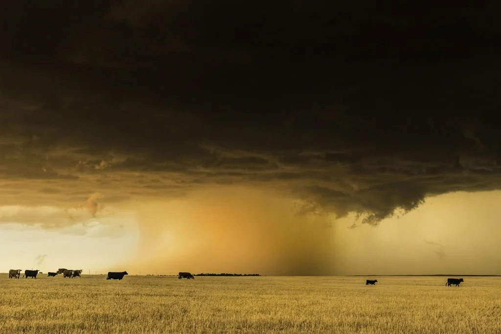Photography by Eric Meola