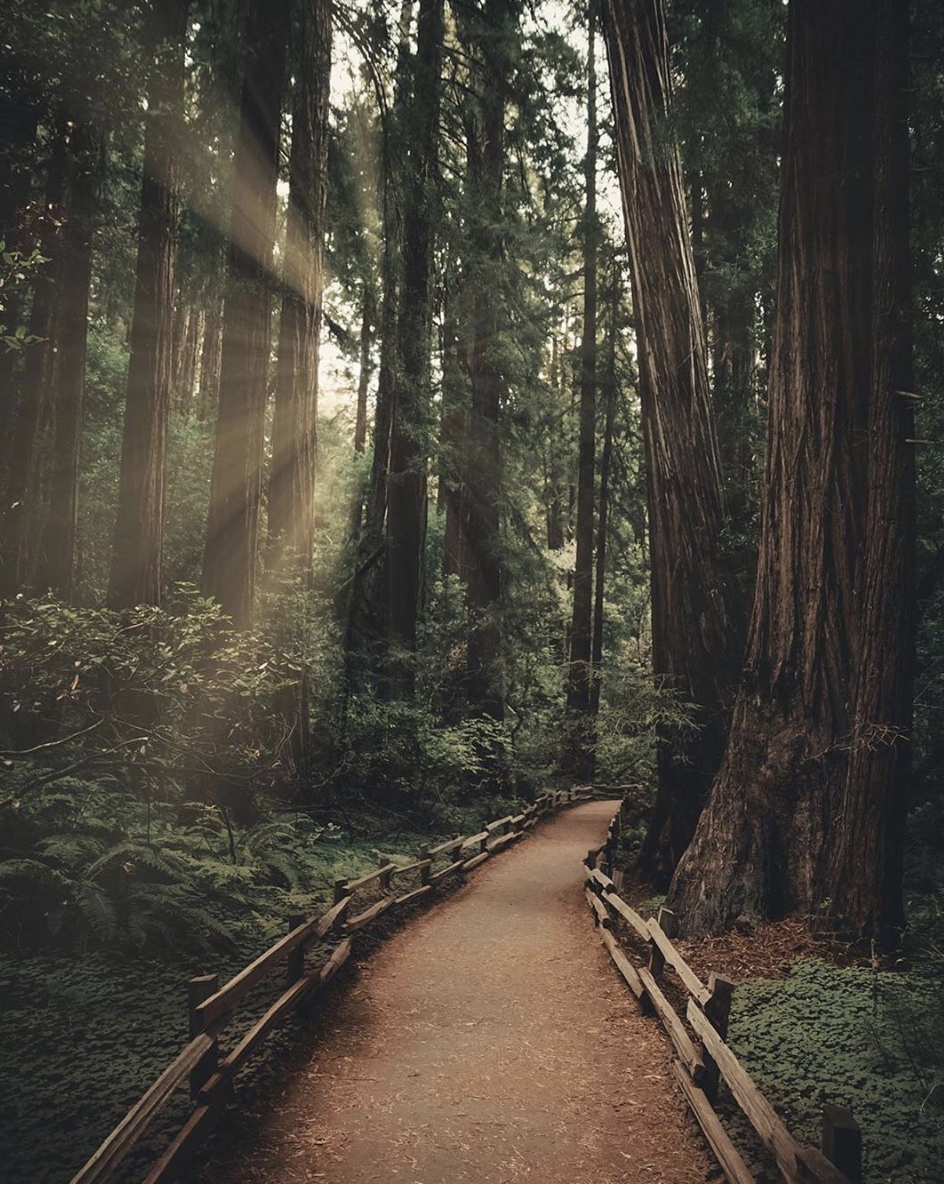 MUIR WOODS