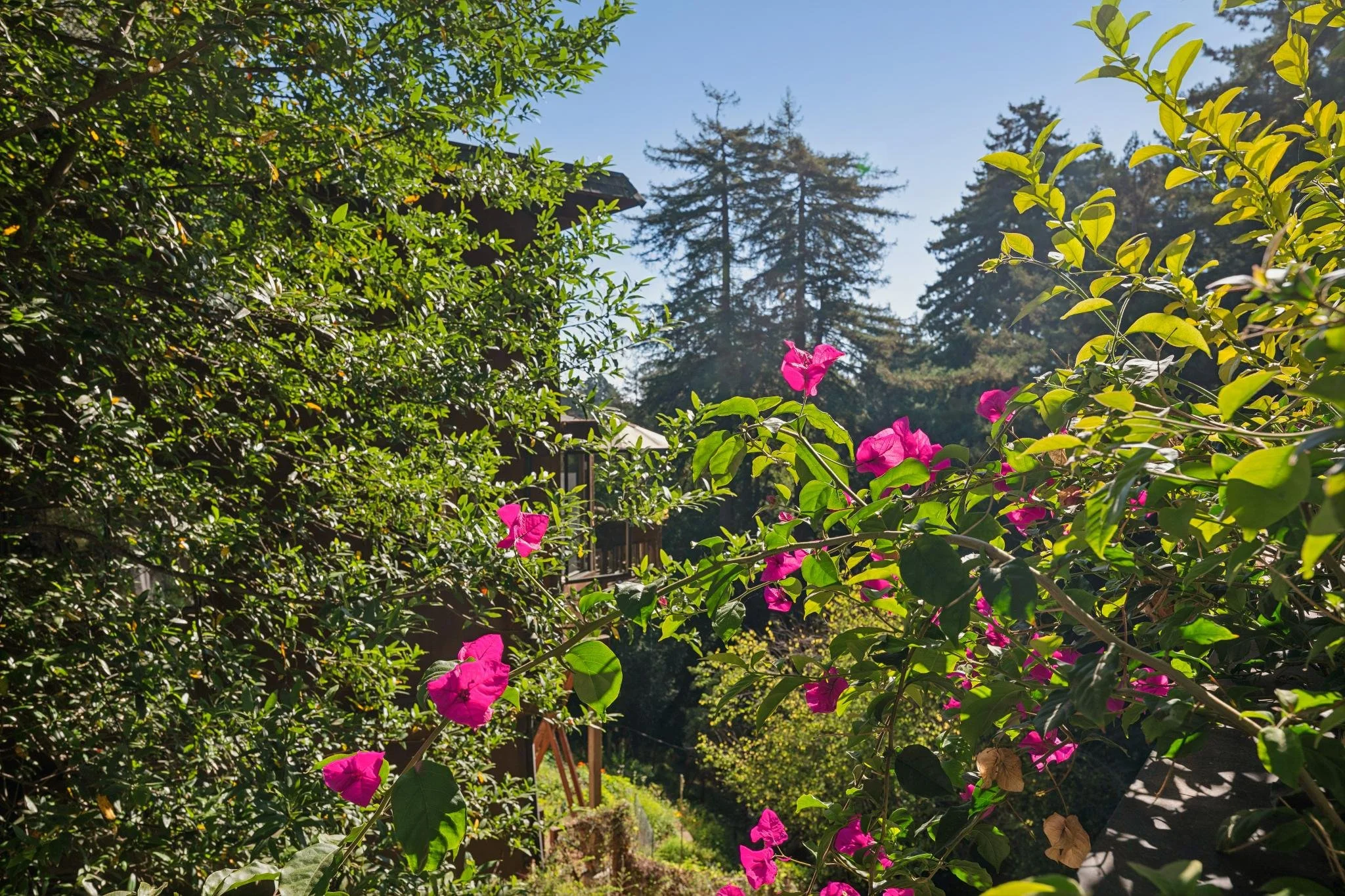 53 Castle Rock Drive, Mill Valley For Sale by Kimberly Kadesh & Barr Haney | Own Marin | Marin County Top Realtors | Marin County's #1 Real Estate Team99.jpg