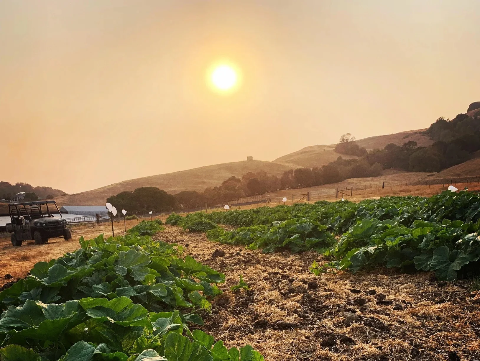 Marin County Pumpkin Patches: Where to Pick Pumpkins This Fall 2026