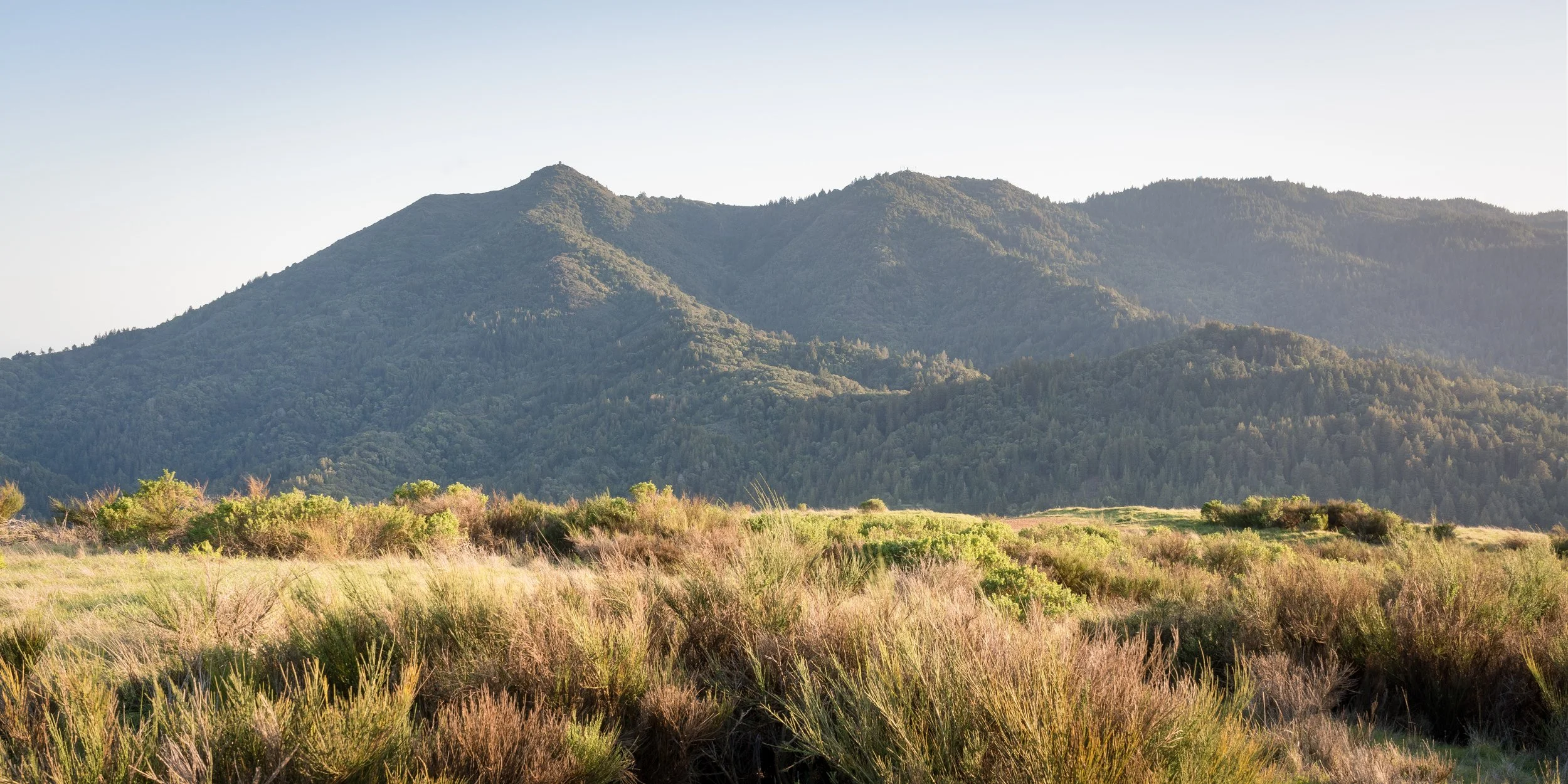 MT TAM-3.jpg