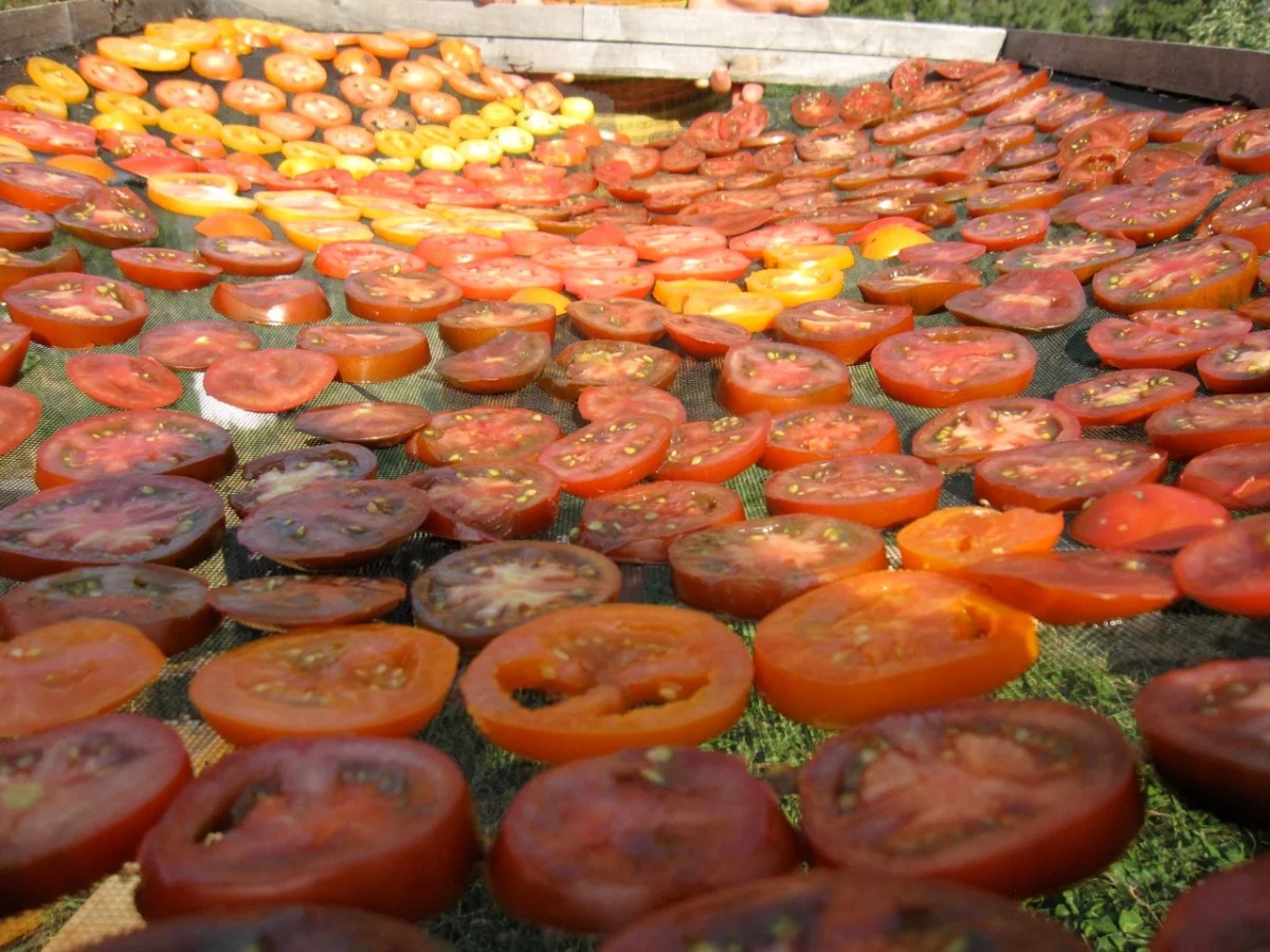 drying tomatoes