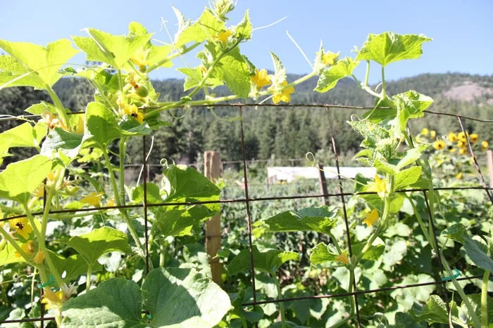 cucumber flowers