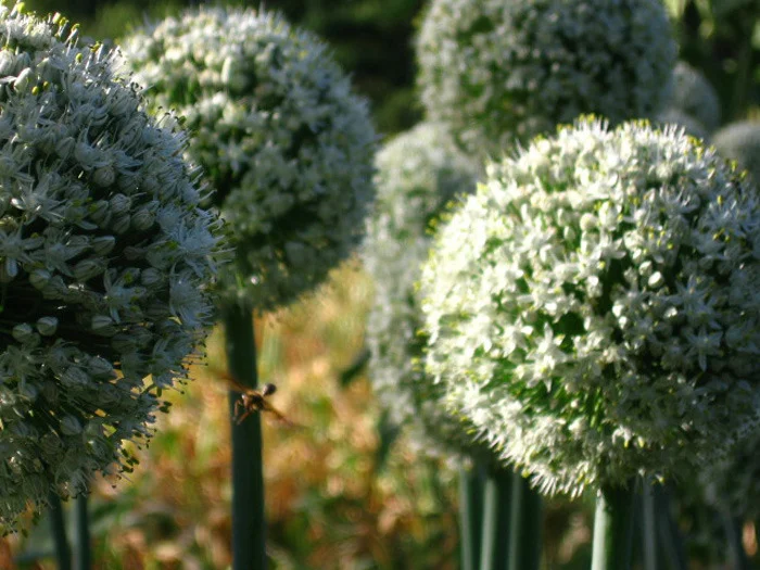 onion flowers