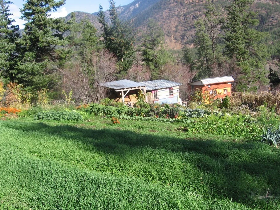 sheds and cover crop
