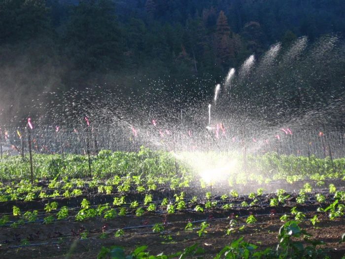 sprinklers in the field
