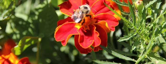 bee_flower.jpg