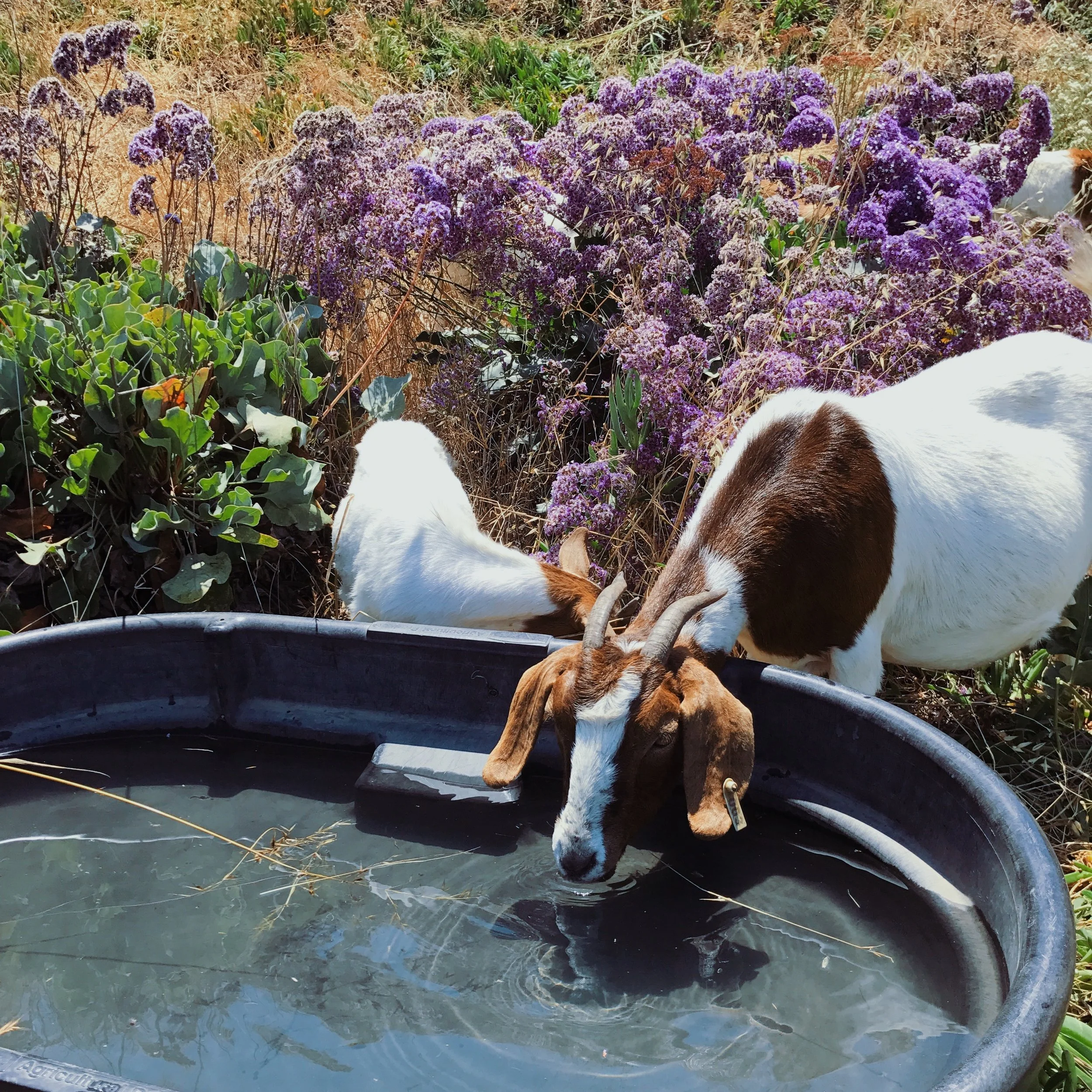 20. When cities hire farmers to bring hundreds of goats to eat the grassy hills to avoid fires