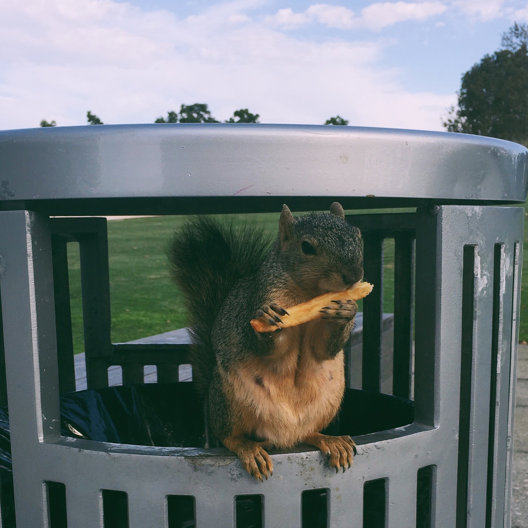 115. The fact that at pretty much any college you go to they’ll say something about the squirrels there being “special”