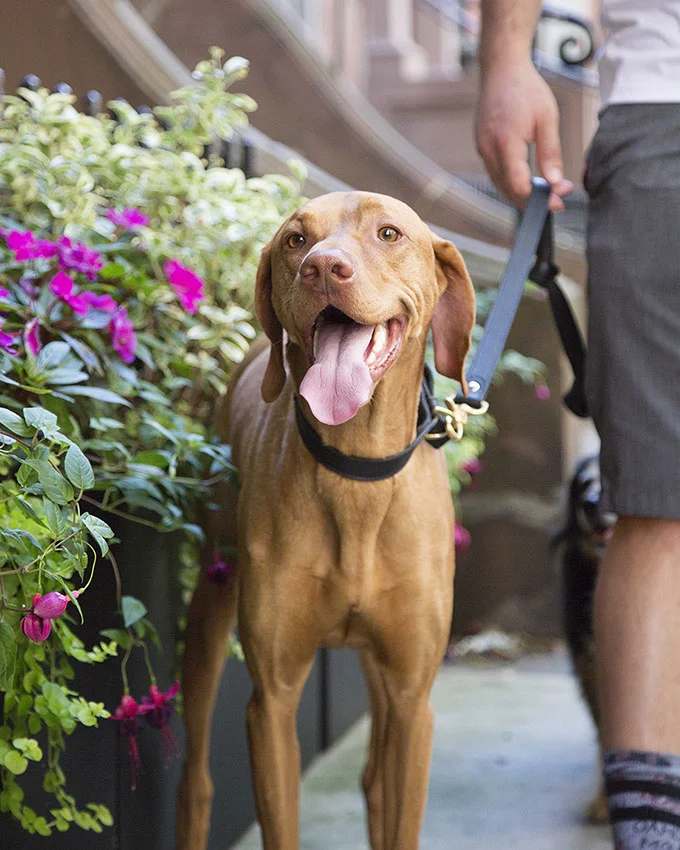 female ginger cat for sale