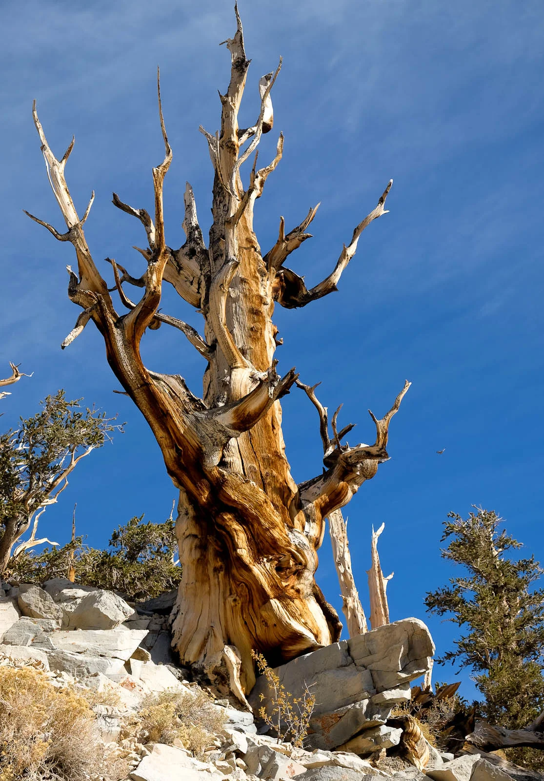 SierraTrip-39.jpg
