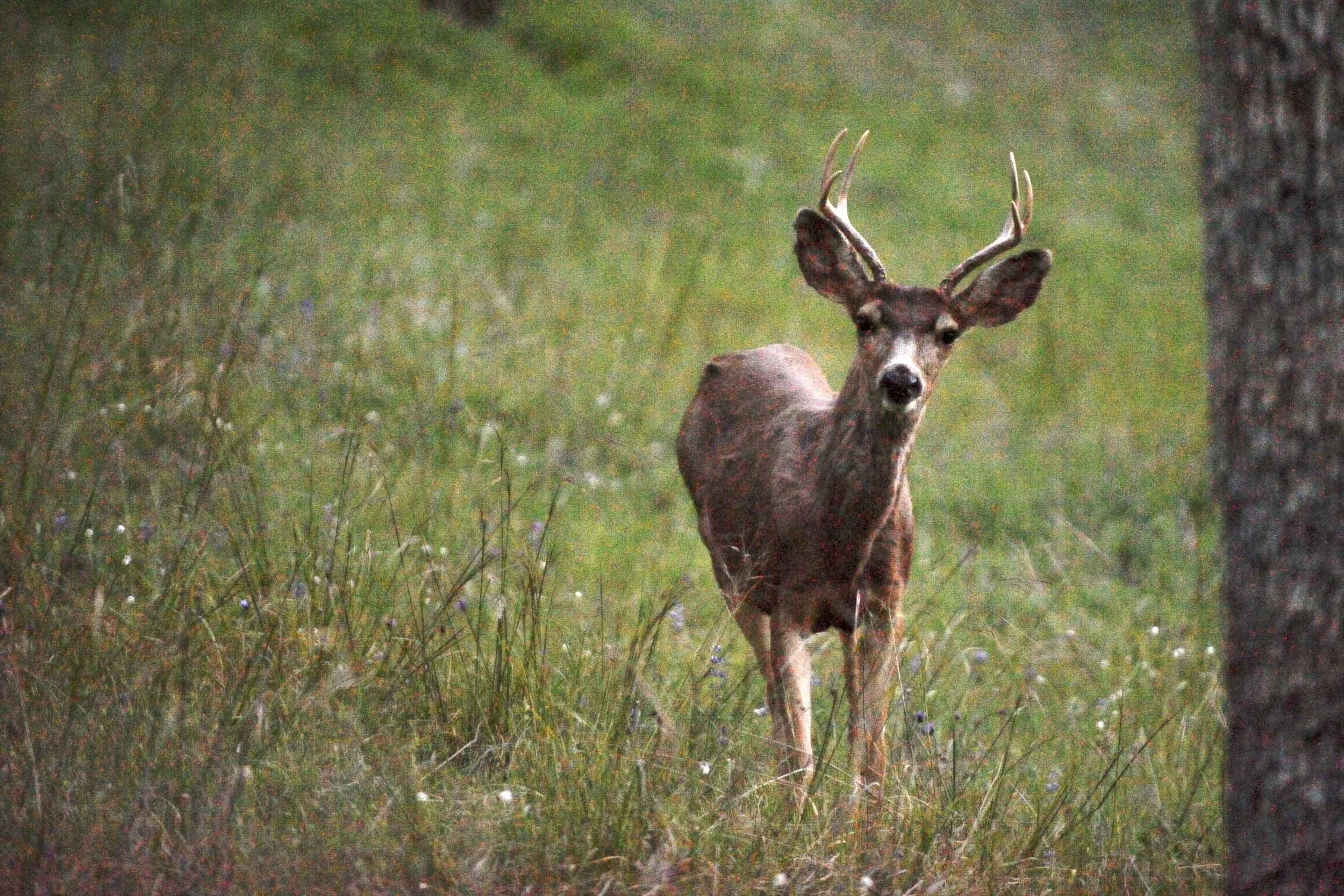 YOURROADTRIPS_yosemite6.jpg