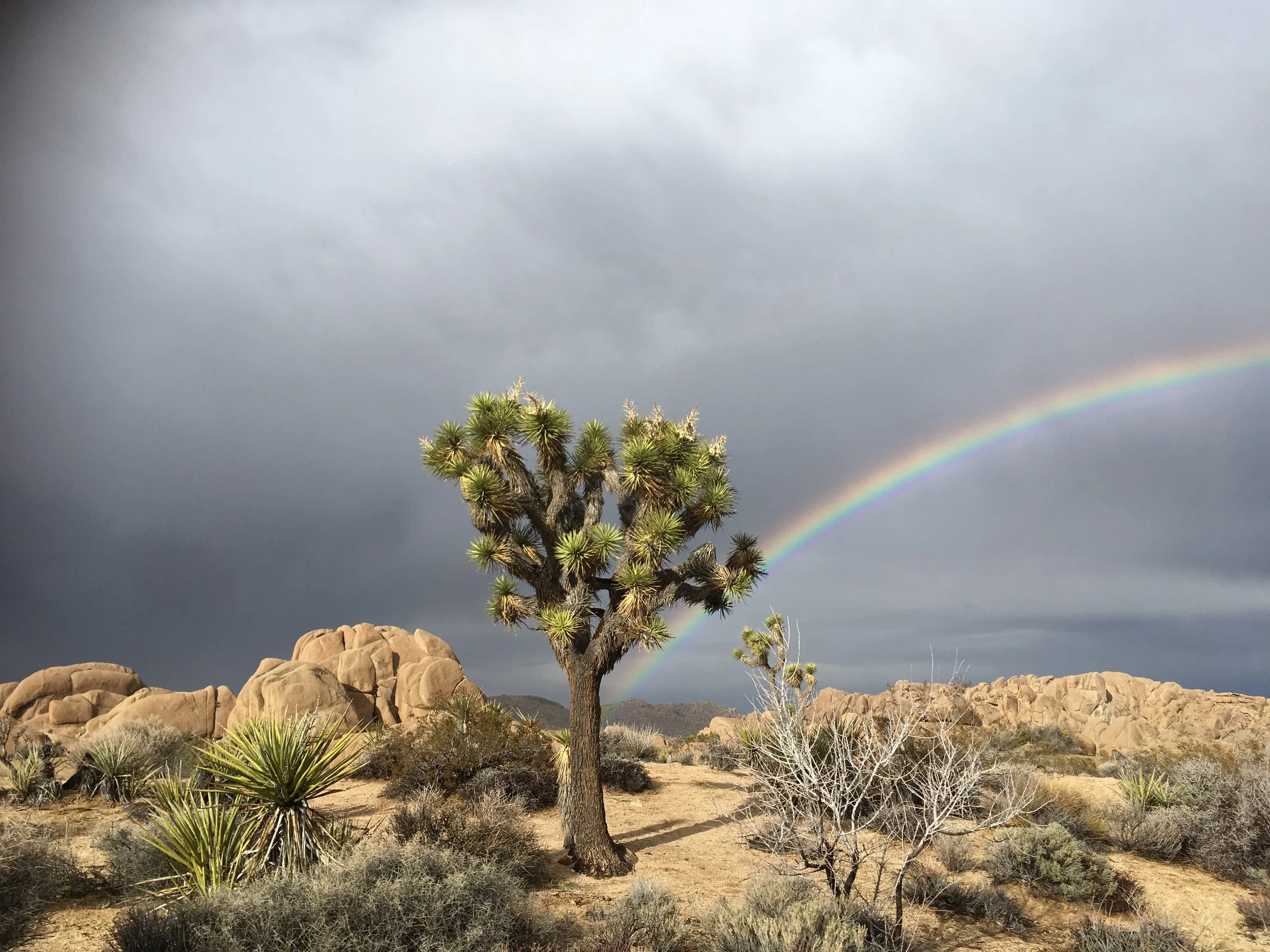 | No. 3| WANDERLUST: JOSHUA TREE, CA