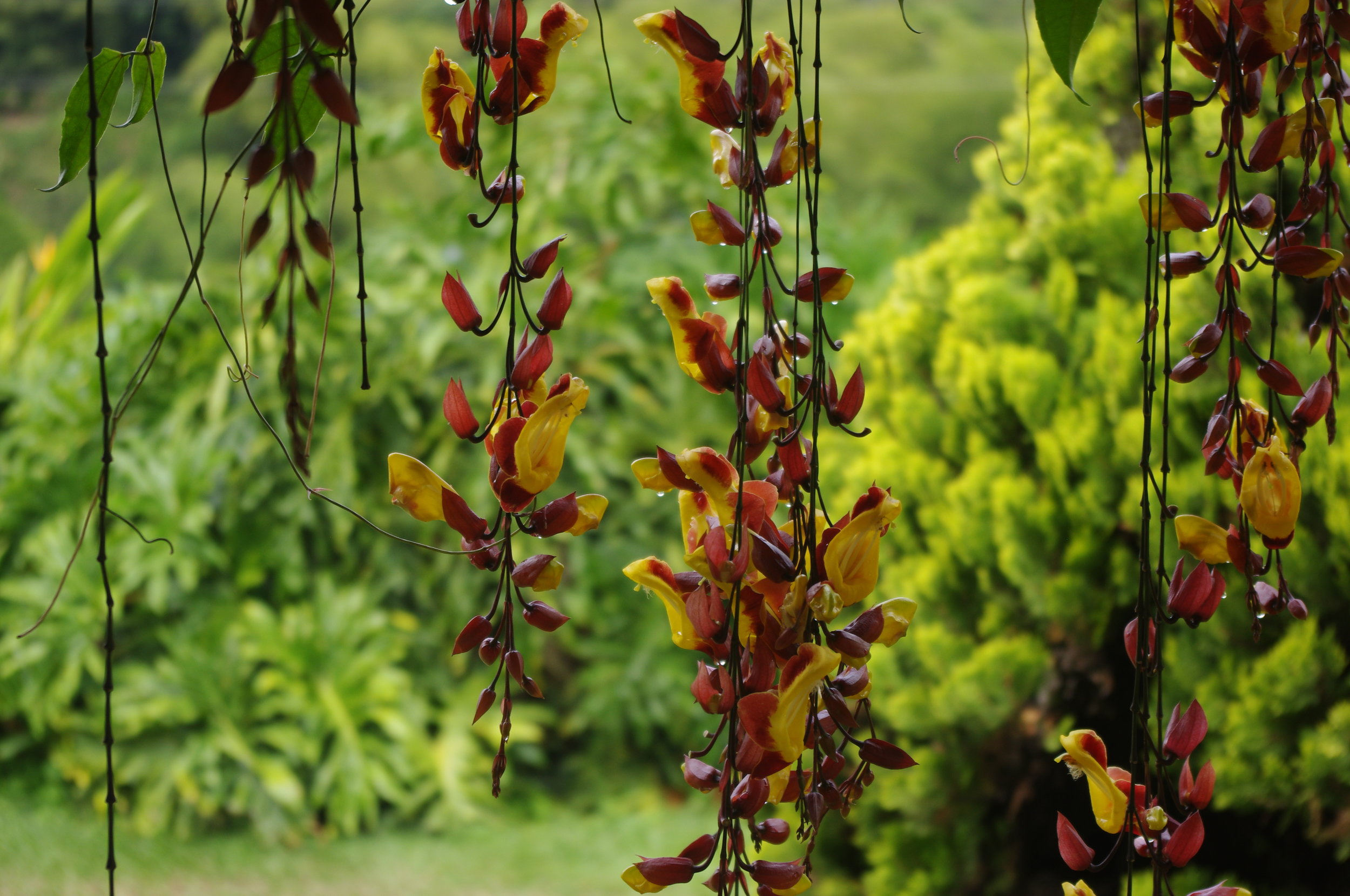 WANDERLUST: COLOMBIA