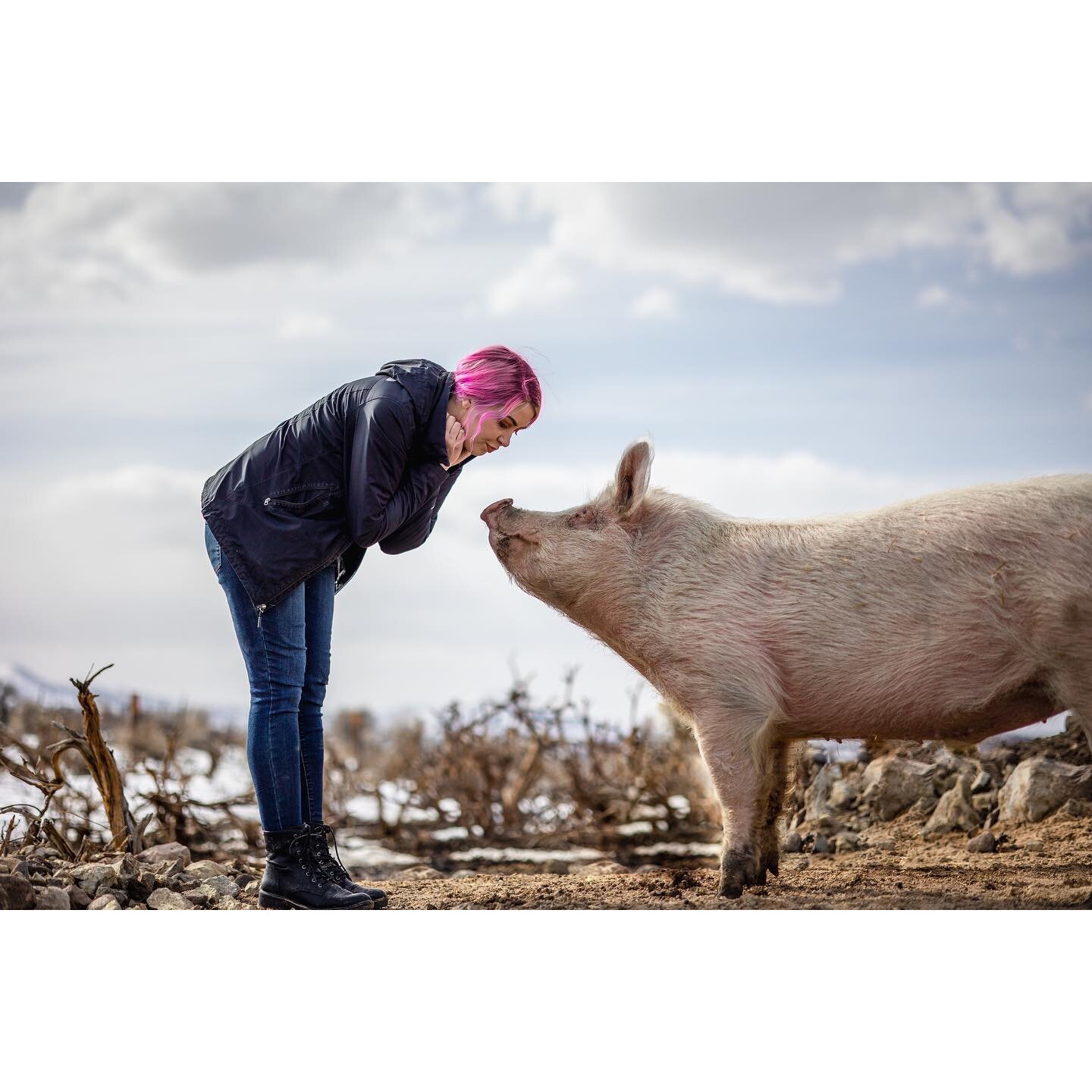 Introducing our newest partnered charity at SoulRise Tribe!🌞
&mdash;
Their name? Sage Mountain Sanctuary.🌿⛰

Their purpose? Providing educational programming, advocacy, and a sanctuary for farmed animals. These animals include pigs, cows, chickens,