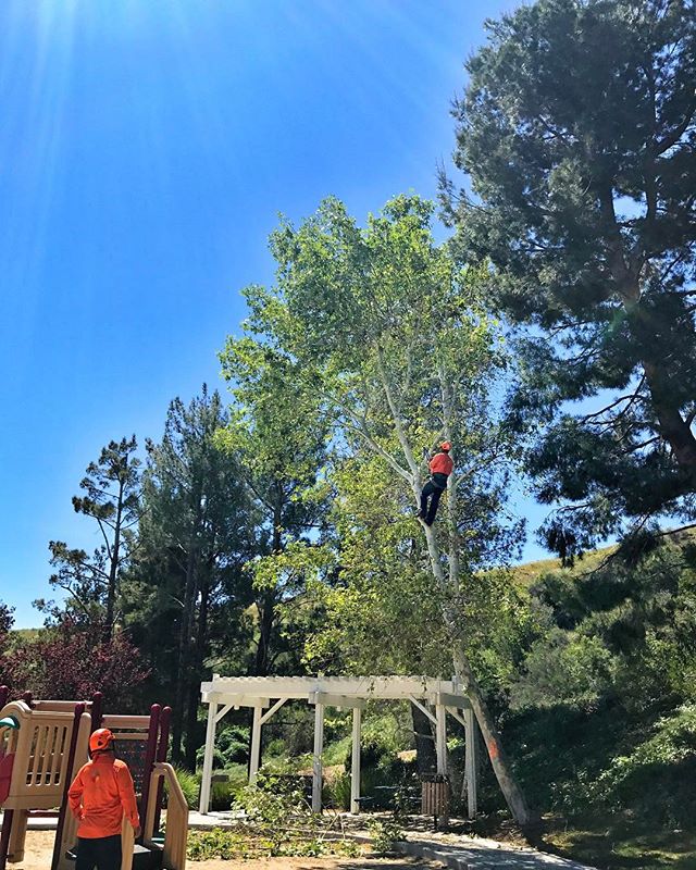 #fslps #treecare #treeremoval #landscape - 30 year veteran @ work