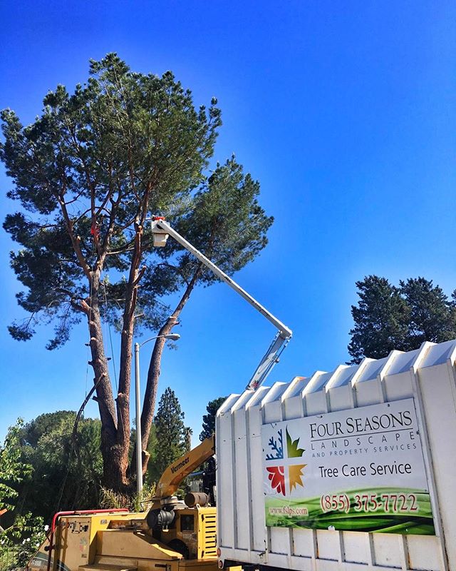 #fslps #treecare @cityofsantaclarita #arborist #treestagram
