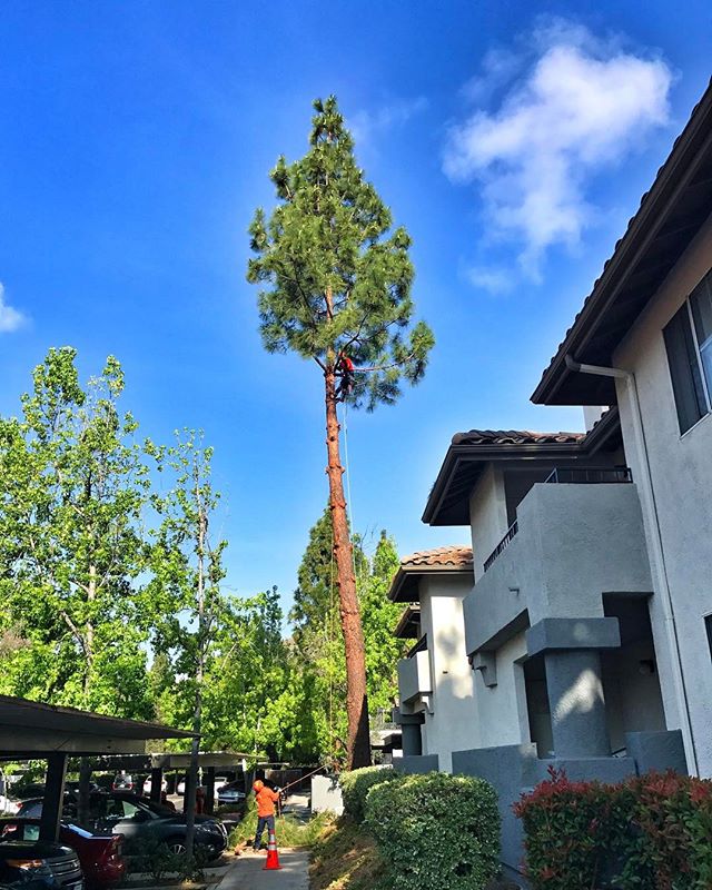 #fslps #treeremoval #treecare #landscape no more pine needles