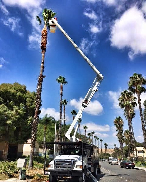 #palm #treepruning in @cityofsantaclarita #fslps #treecare #landscape #santaclarita