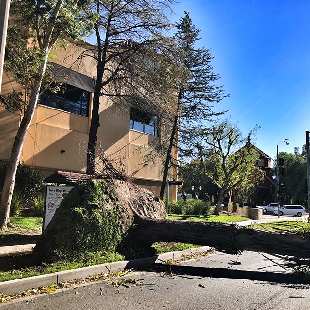 #fslps #treecare #emergency @cityofsantaclarita #landscape