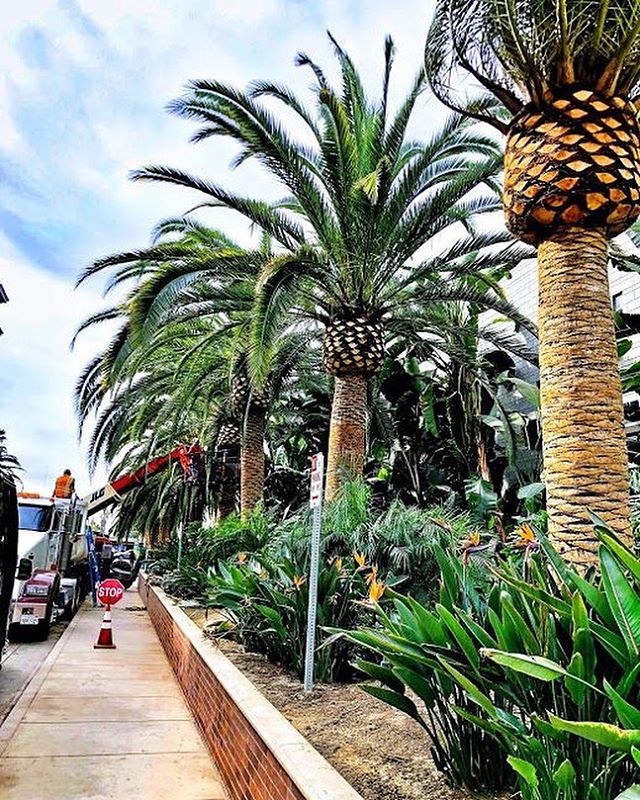 #downtownla #palmtree spruce up ||| sand and shape ||| #palmtrees  #brandnew #landscapedesign #dtla #fslps #treecare #landscapers_of_instagram #losangeles