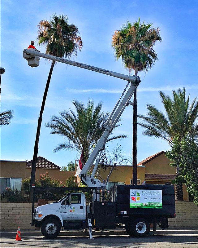 Palm pruning season - One🌴 at a time! #fslps #treecare #palmtrees #treetrimming #treeservice #treepruning #landscape #tree #losangeles #arborculture #treeclimbing #treestagram #arborist @stihl @cityofsantaclarita