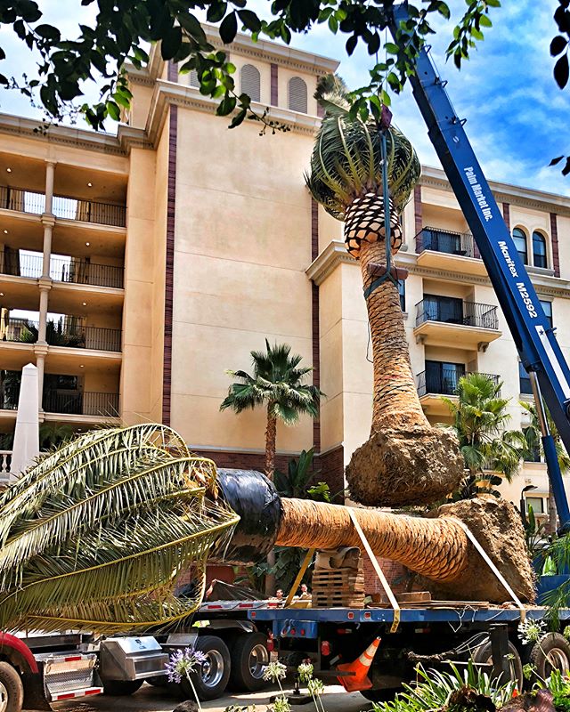 Beautiful new palm install in #downtownla 🌴🌴🌴 #dtla #landscapedesign #landscape #losangeles #fslps #thelorenzo #la #landscapersofinstagram #clca @happeningindtla @cityoflosangeles