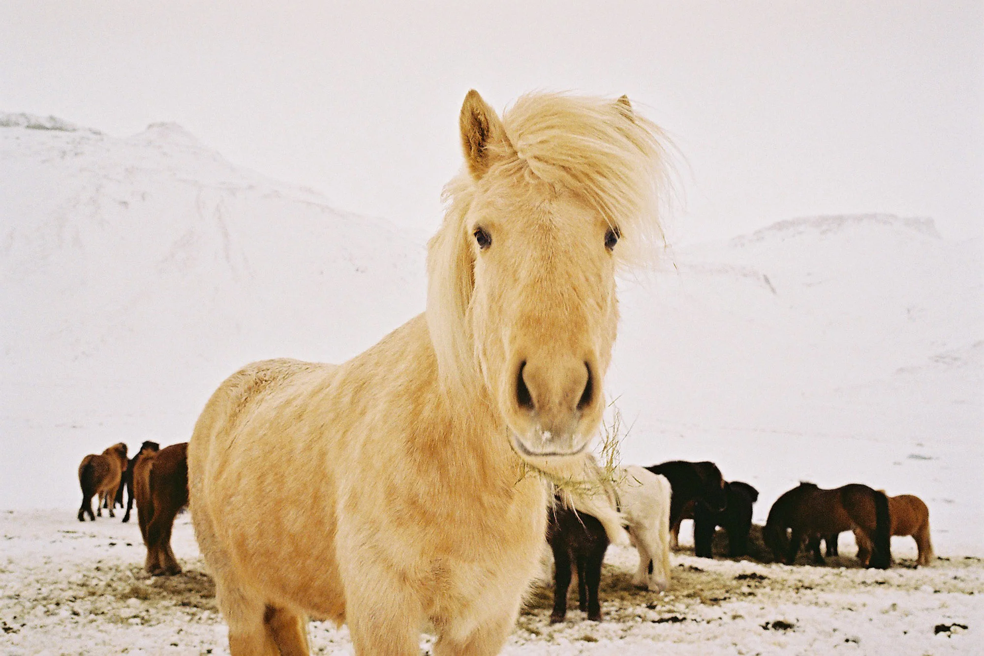 Dane_Iceland_008.jpg