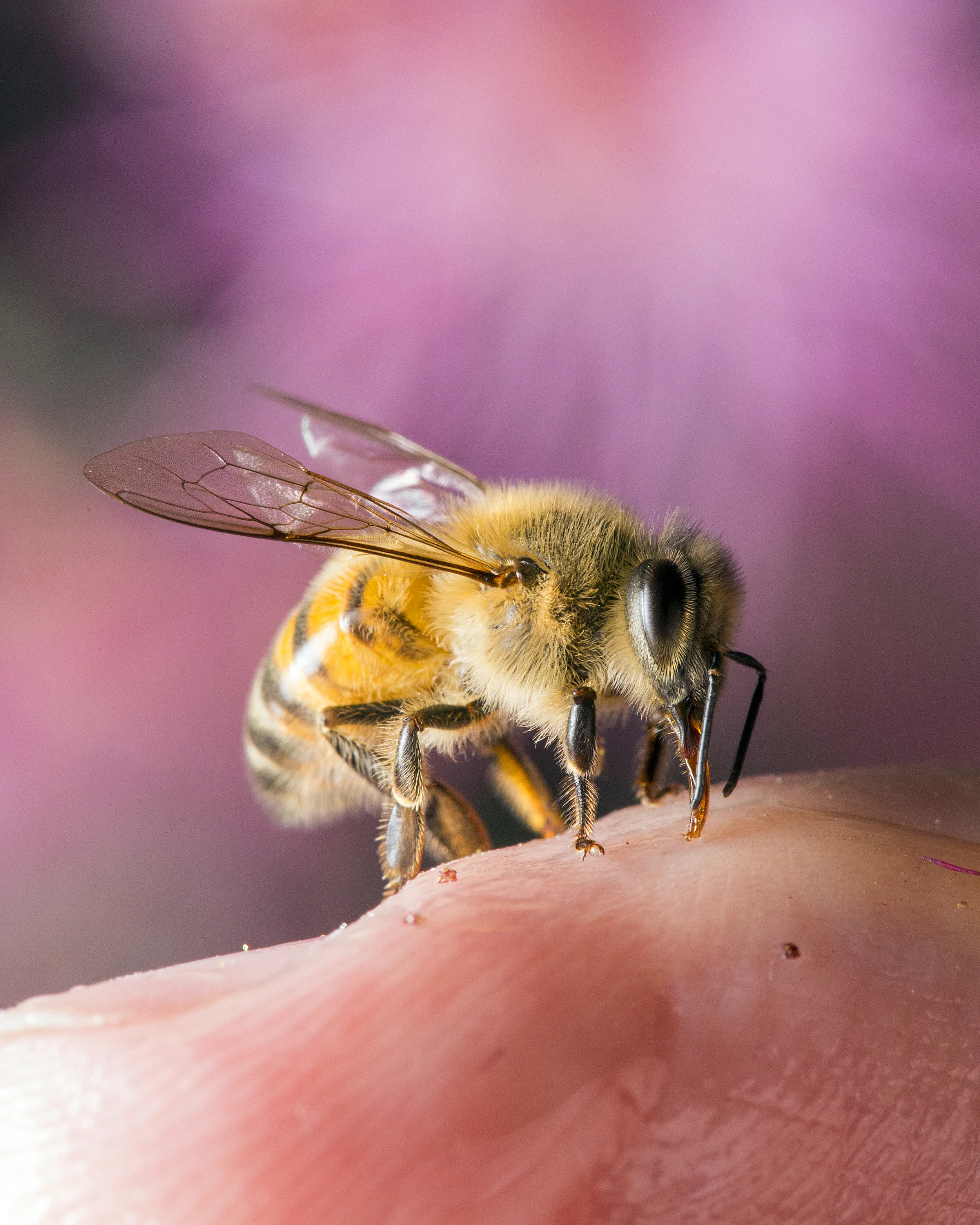 Handfed Bee - AZ