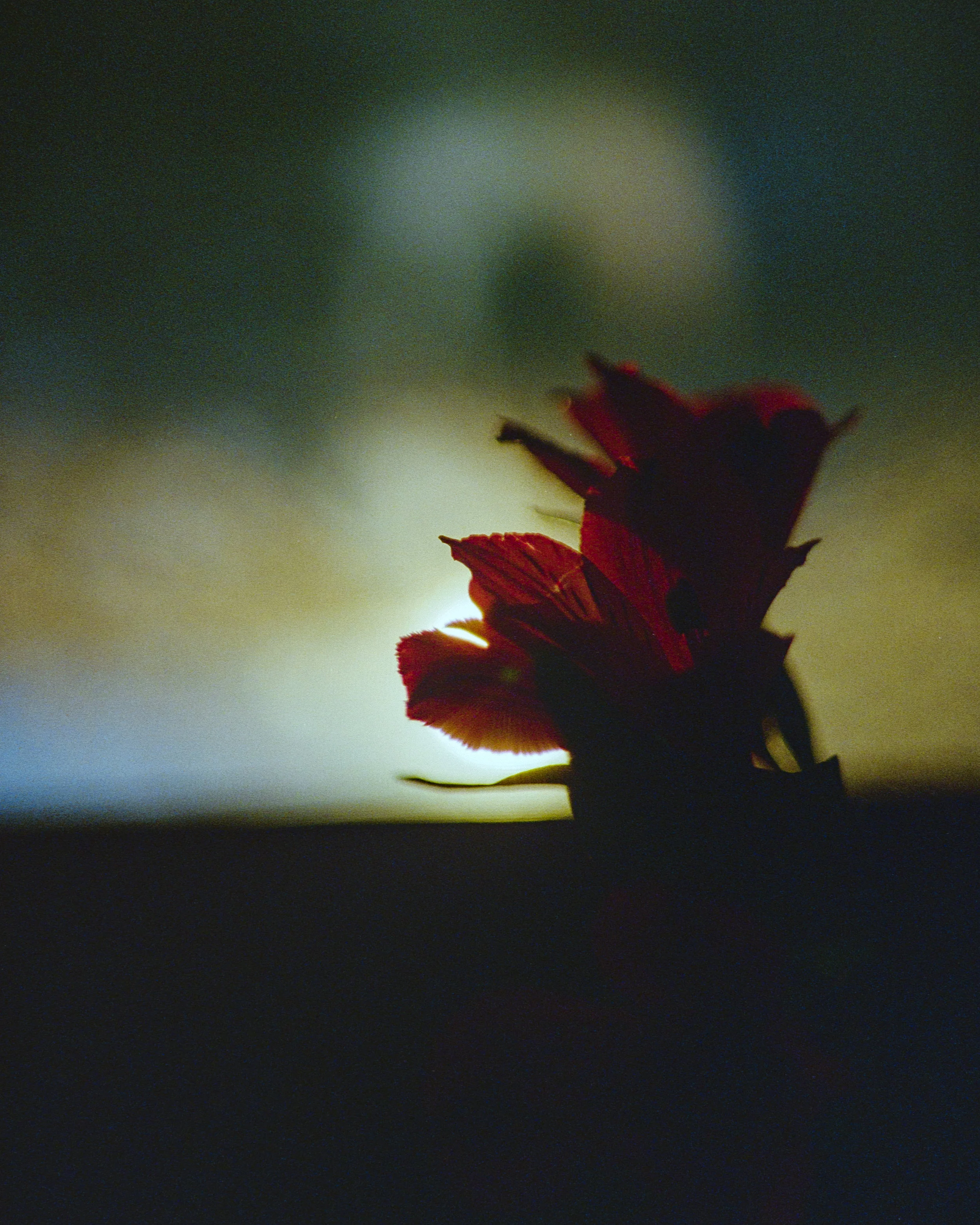 Flowers - Nikon FM - Kodak Gold